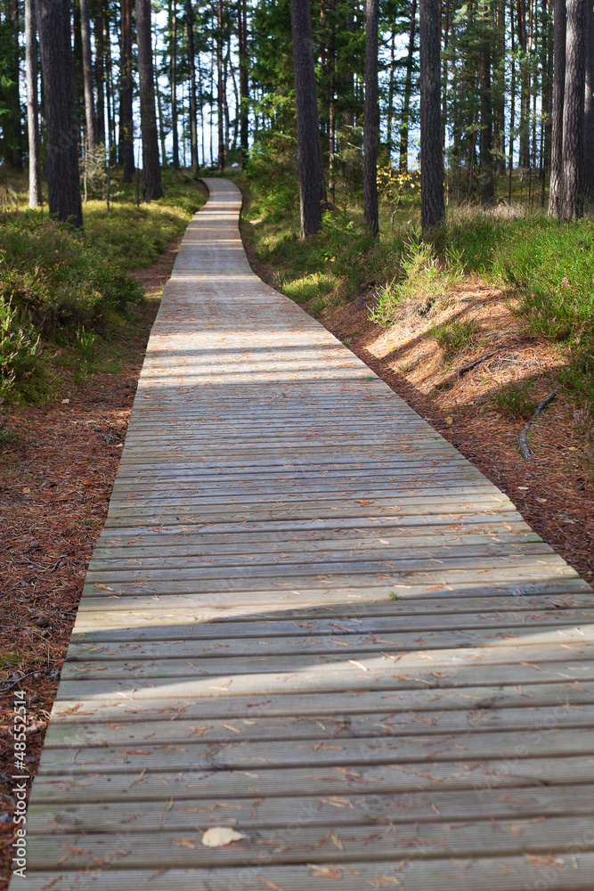 Path in forest. Path in forest.