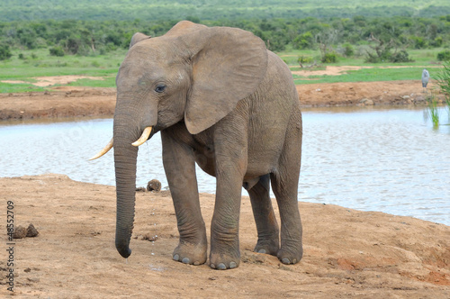 Elephant  Addo Elephant National park  South Africa