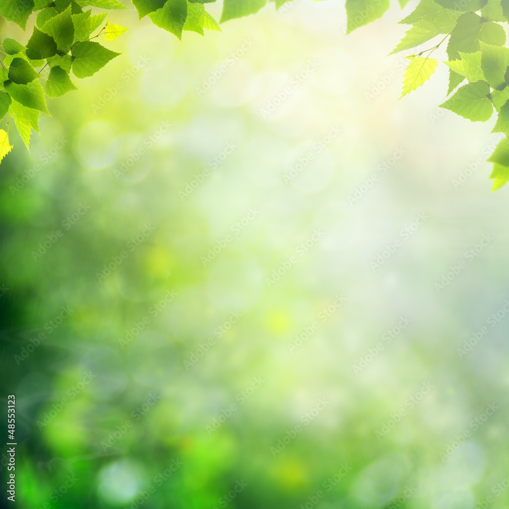 Misty morning in the forest, abstract natural backgrounds Misty morning in the forest, abstract natural backgrounds