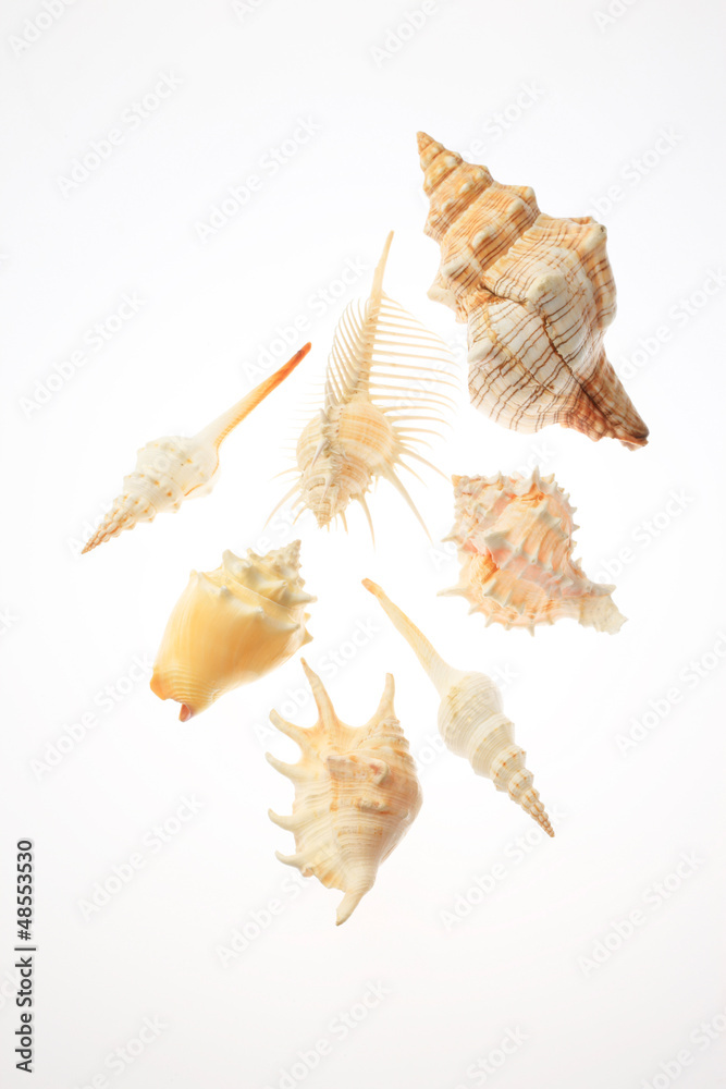 Obraz premium 貝殻
