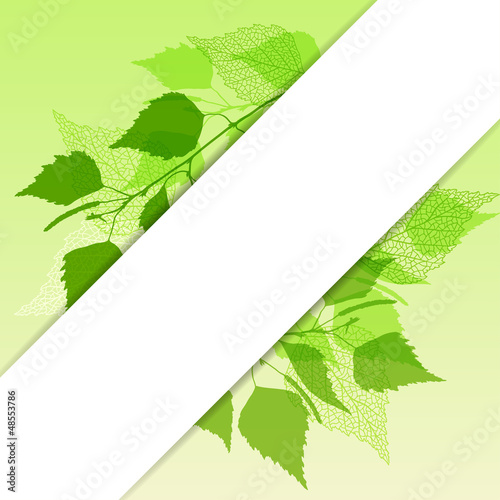 Fresh background of  green birch leaves.