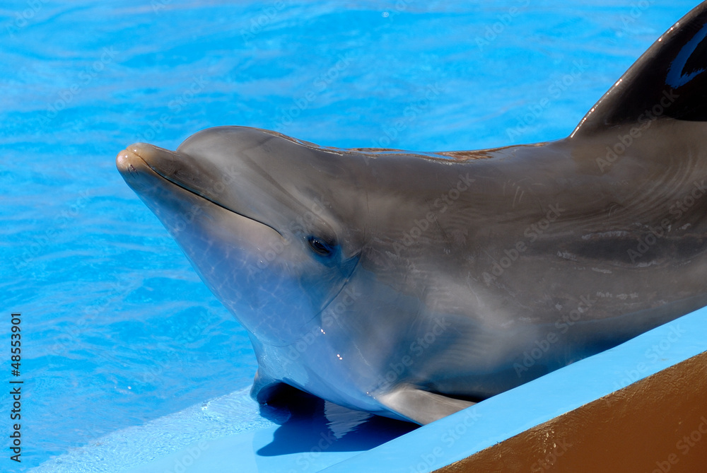 Naklejka premium Dolphin