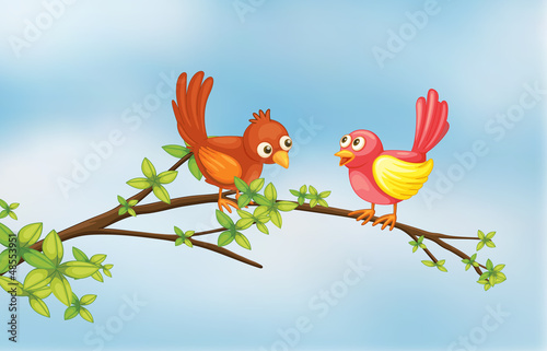 A couple bird