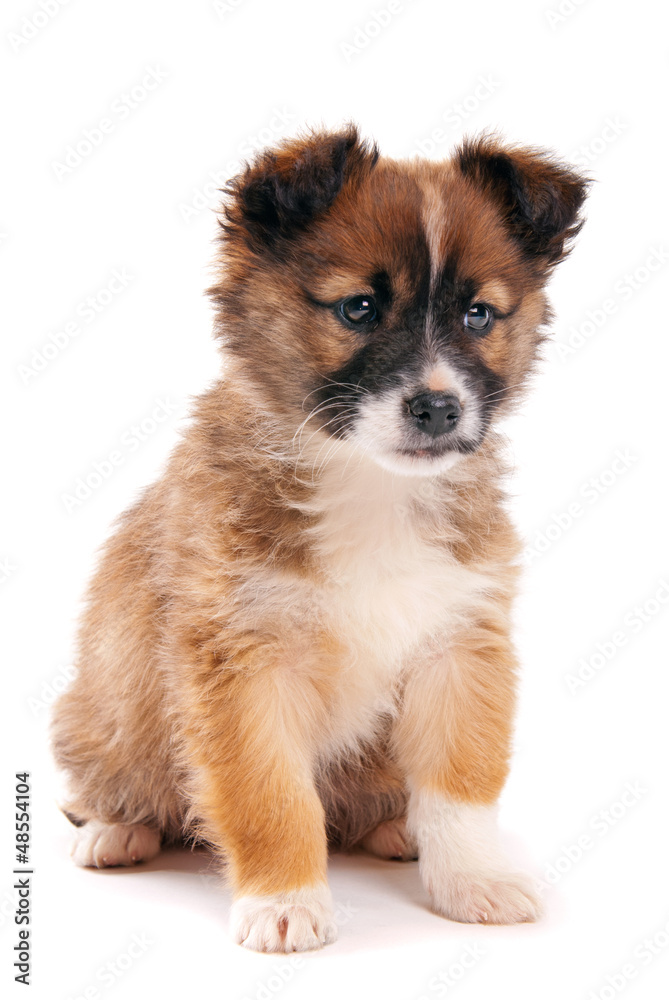 Puppy isolated on white background