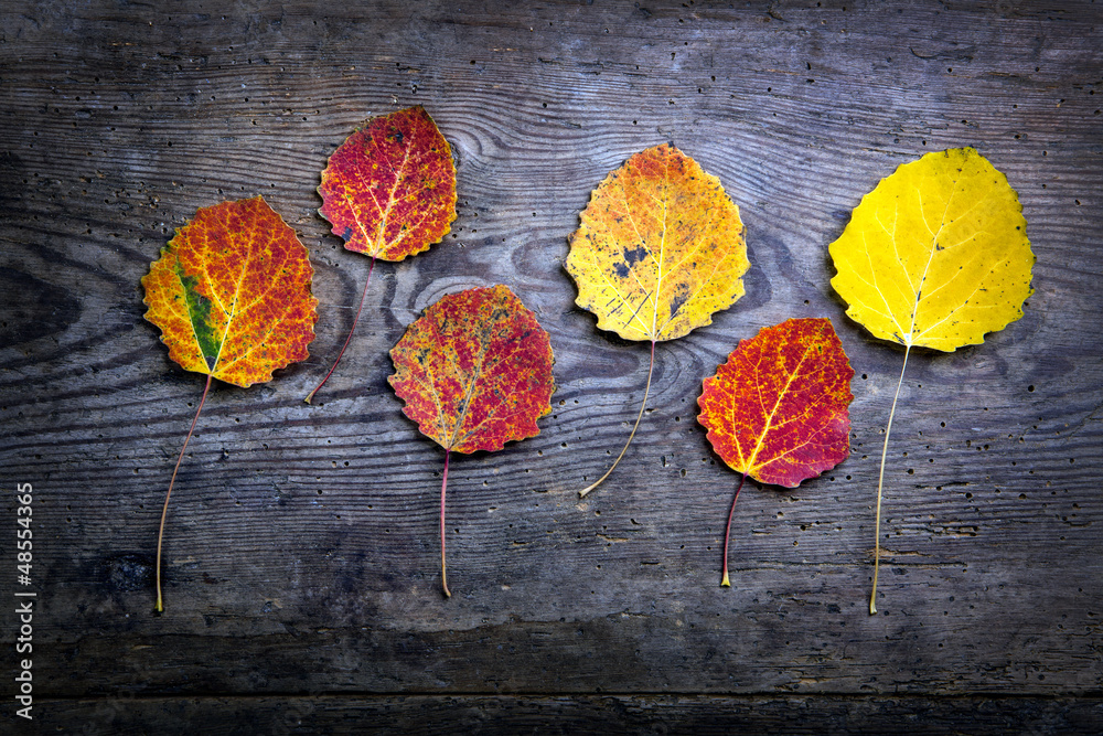 Autumn leaves Autumn leaves
