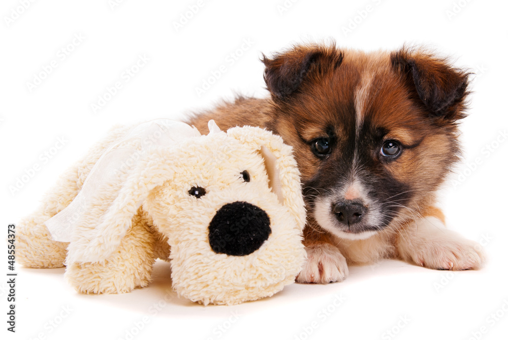 Puppy isolated on white background