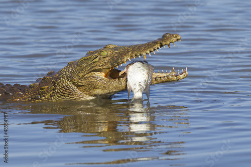 Nile Crocodile (Crocodylus niloticus) eating, South Africa photo