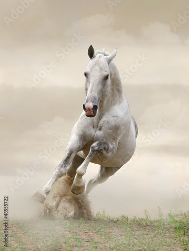 stallion in dust #48555722