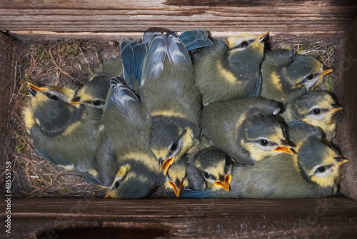 Nest box interior full of birds (Blue tit Parus caeruleus) photo