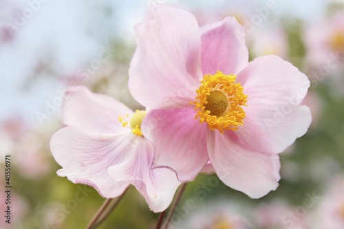 Japanische Anemonen im Wind