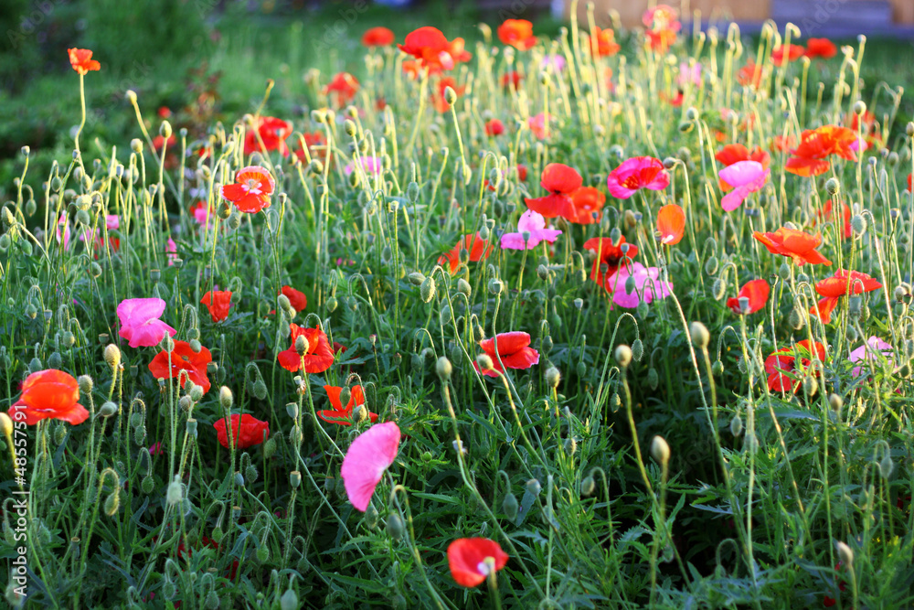 Fototapeta premium Red and pink poppies