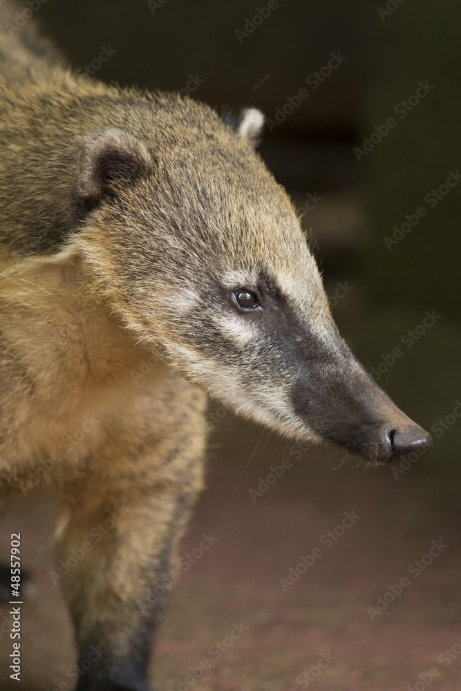 Snout of a Coati
