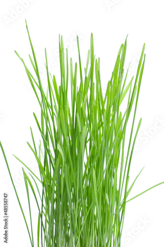 fresh green wheat grass isolated on white background