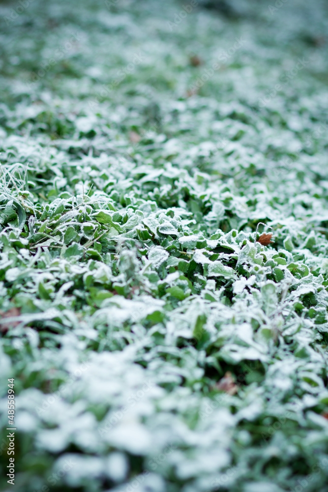rime covered green grass