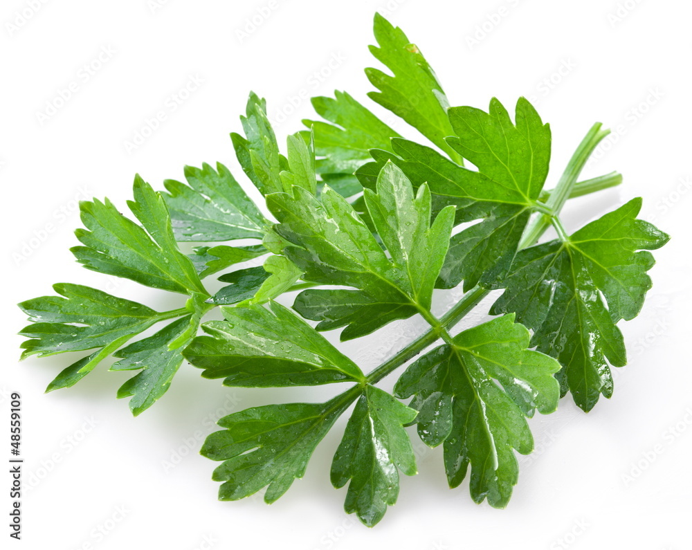 Bunch of green coriander