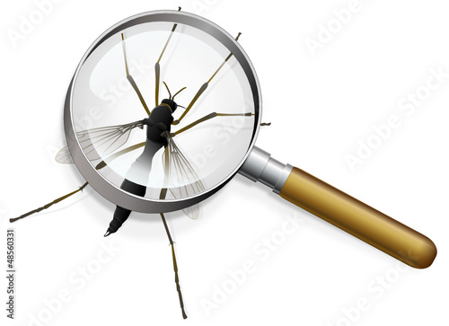 Moustique à la loupe
