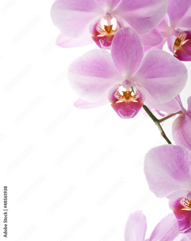 Beautiful orchid on the white with copy space