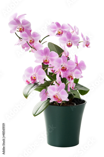 Beautiful orchid in the cache-pot isolated