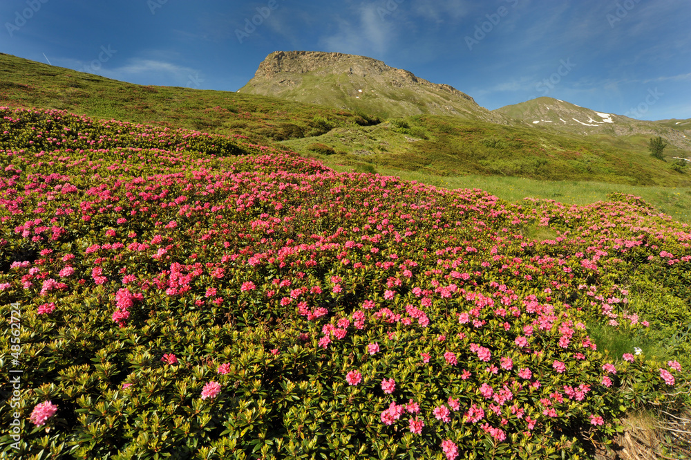 Rhododendron in the mountain