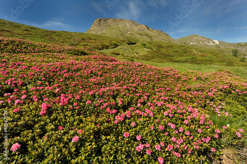 Rhododendron in the mountain