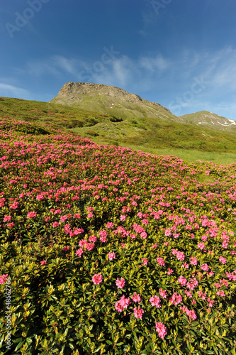 Rhododendron in the mountain