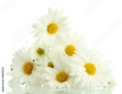 bouquet of beautiful daisies flowers  isolated on white