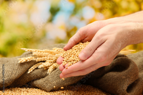 man hands with grain, on green background