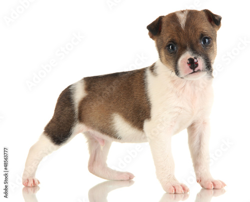 Beautiful little puppy isolated on white