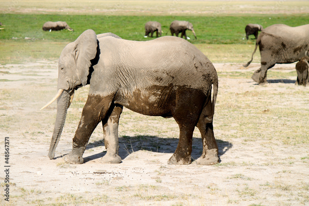 Fototapeta premium elefanti - safari in Kenya