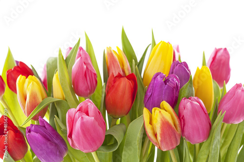 Fototapeta Naklejka Na Ścianę i Meble -  Tulip flowers