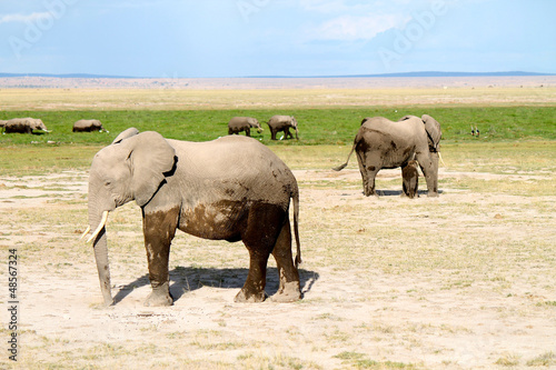 elefanti - safari in Kenya