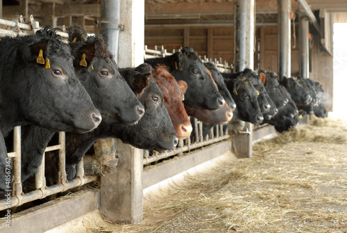 Fototapeta Naklejka Na Ścianę i Meble -  Kühe in einer Reihe im offenem Stall