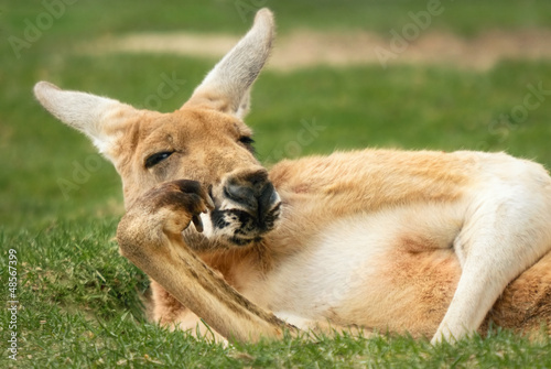 Känguru in menschenähnlicher Pose © Smileus