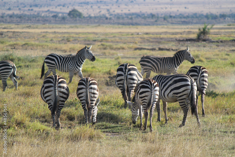 Obraz premium safari in Kenya - zebre