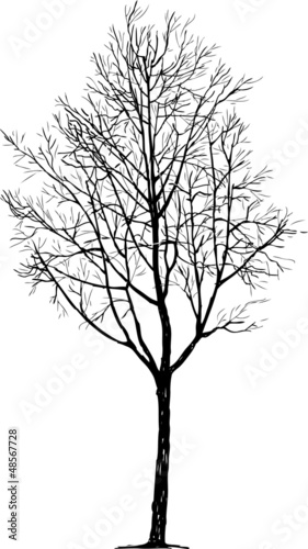 Hand drawn tree
