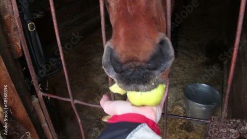 Horse stand in stable and eat apple from hand photo