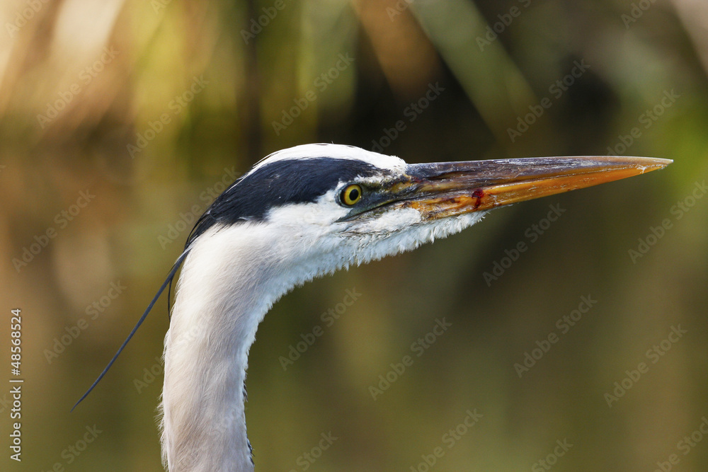 Portrait of Great Blue Heron (Ardea herodias) Portrait of Great Blue Heron (Ardea herodias)