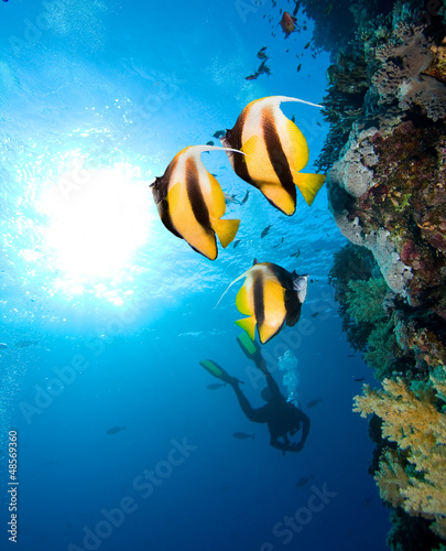Masked Butterfly Fishes  and silhouette of diver #48569360