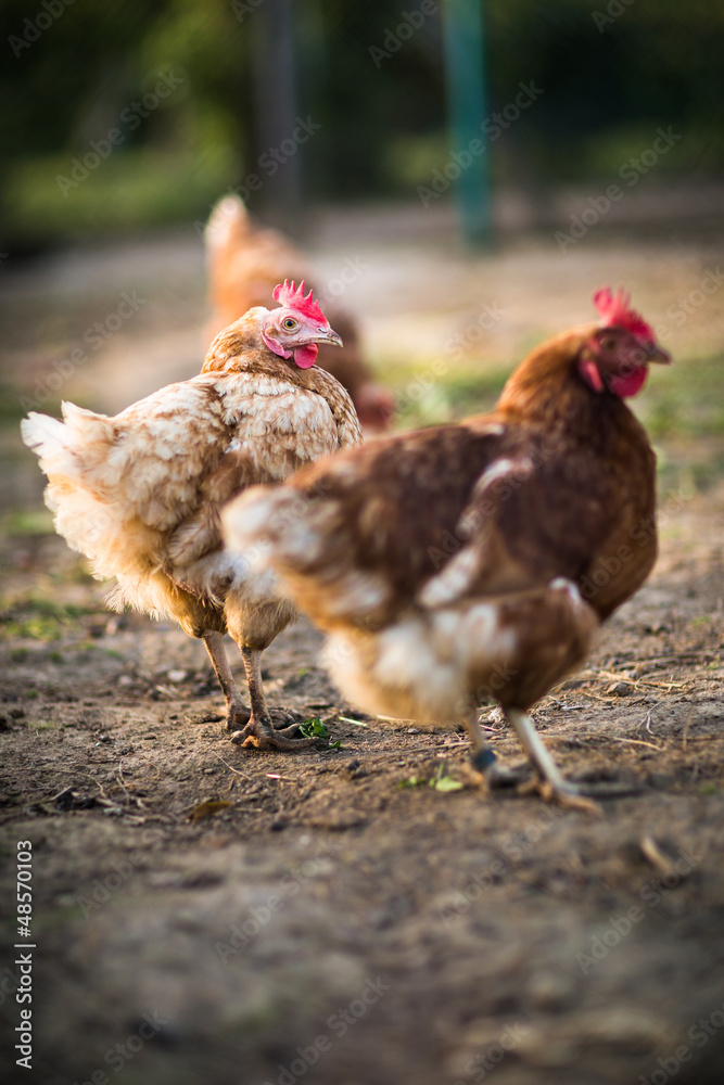 Fototapeta premium Hen in a farmyard (Gallus gallus domesticus)