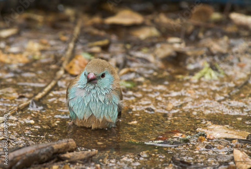 Blue-breasted Cordonbleu photo