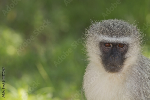 Vervet Monkey