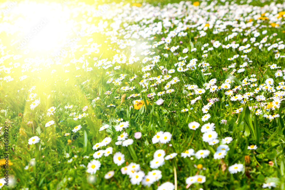 Fototapeta premium Daisies in a meadow with sunlight