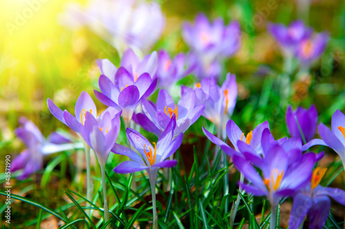 Spring purple crocus flowers with sunlight photo