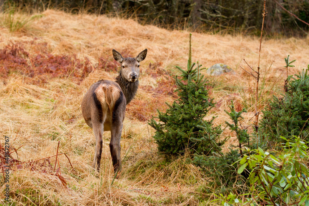Obraz premium Fallow deer