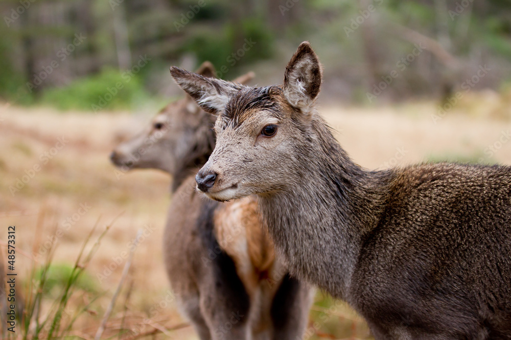 Close up of two fallow deer
