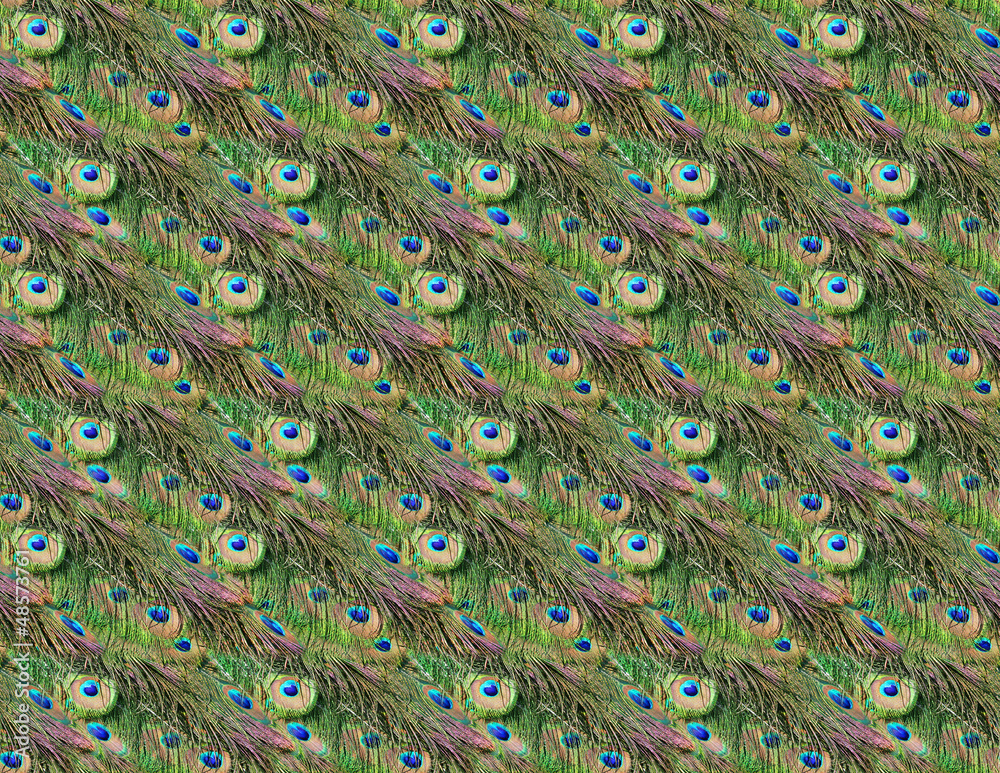 Obraz premium Peacock feathers