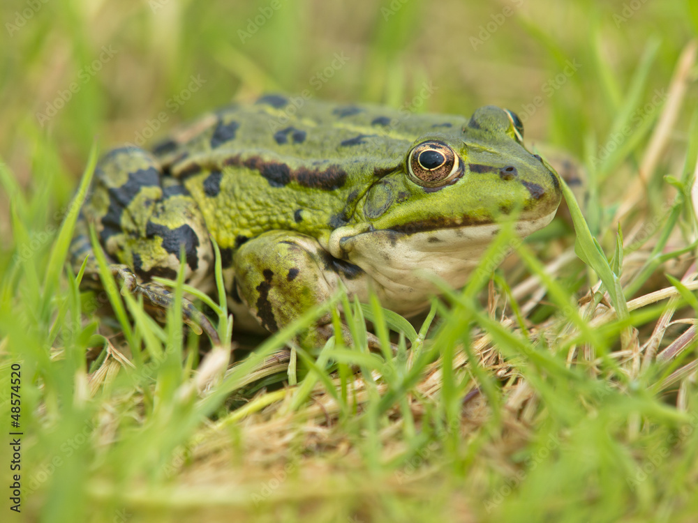 Obraz premium Edible Frog (Pelophylax kl. esculentus) resting in grass