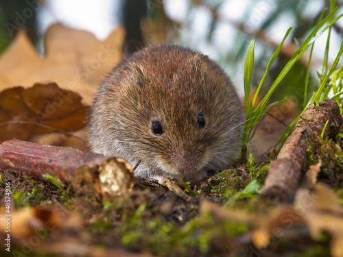 Bank vole sitting on forest floor