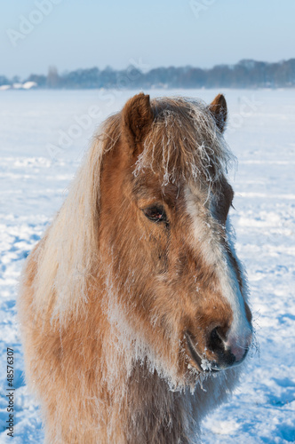 Portrait of a horse in winter