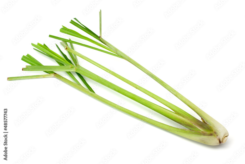 Lemon Grass Lemon Grass